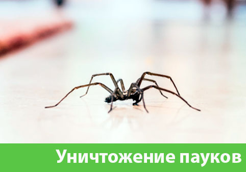 Избавиться от пауков в городе Владивосток