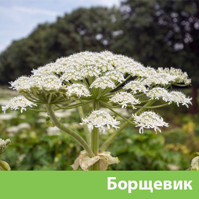 Борщевик в Владивостоке