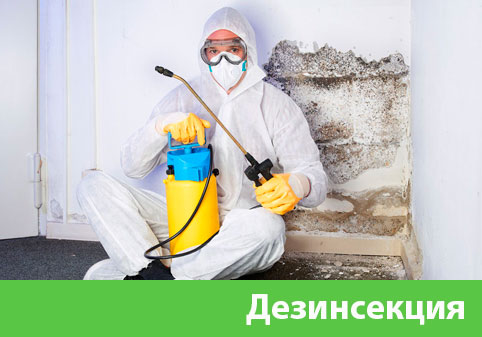 Дезинсекция в городе Владивосток