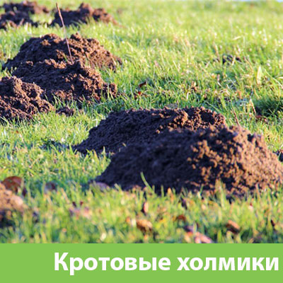 Кроты на участке в Владивостоке