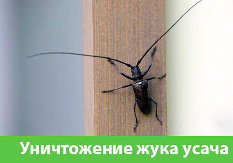 Обработка от жука усача в городе Владивосток