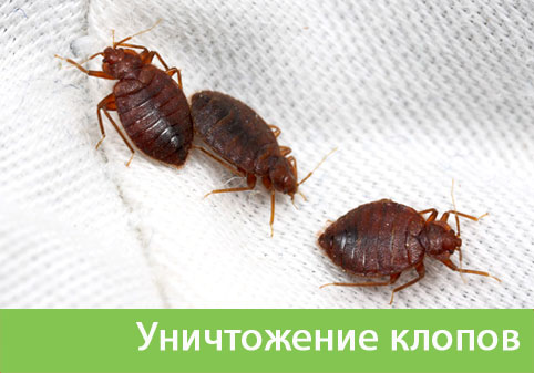 Уничтожение клопов в городе Владивосток