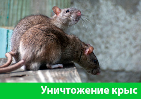 Уничтожение крыс в городе Владивосток