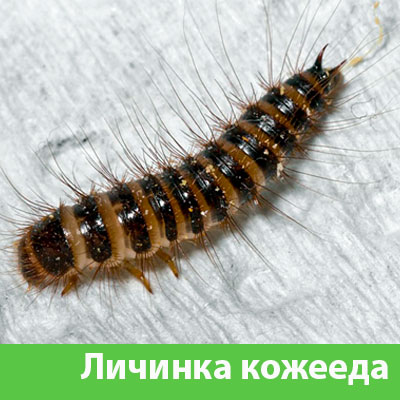 Личинка Кожееда в Владивостоке