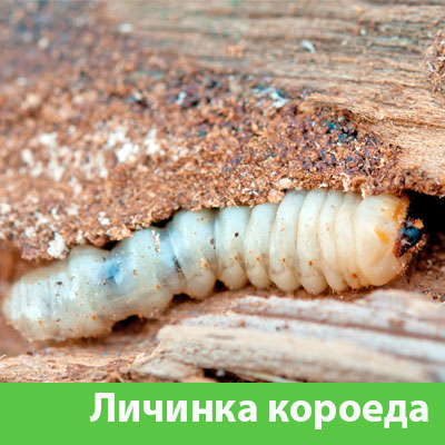 Уничтожение личинок короеда в Владивостоке