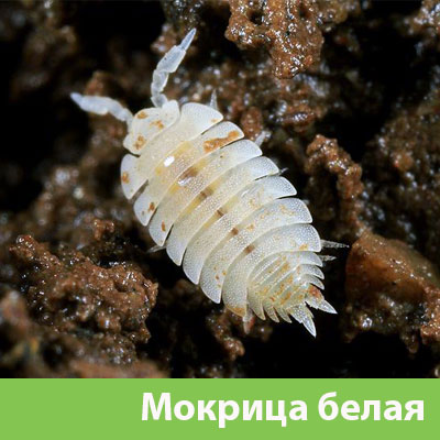 Мокрица в Владивостоке фото