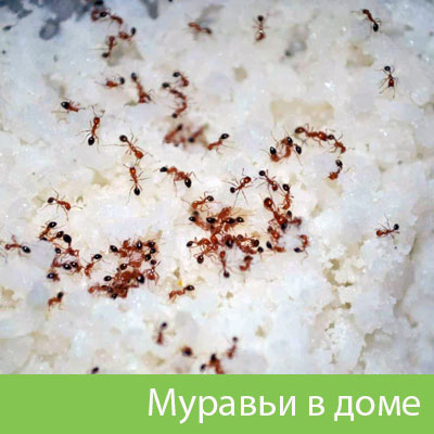 Муравьи в доме в Владивостоке