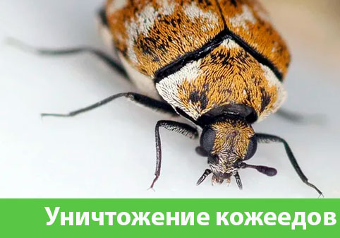Обработка от кожееда в городе Владивосток 
