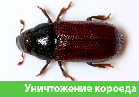 Обработка от древоточца в городе Владивосток