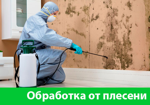 Обработка от плесени в городе Владивосток