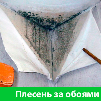 Удаление плесени в Владивостоке