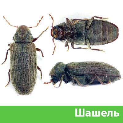 Обработка от шашеля в городе Владивосток