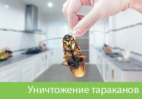 Уничтожение тараканов в городе Владивосток