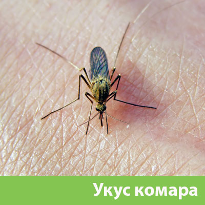 Укусы комаров в Владивостоке