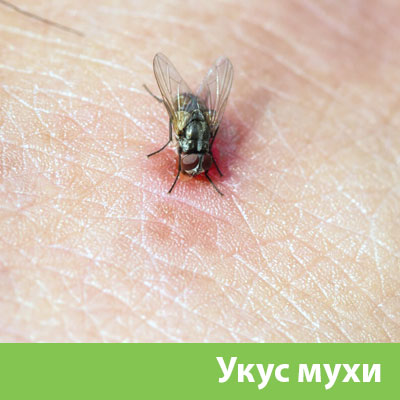 Уничтожение мух в Владивостоке