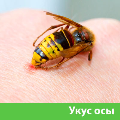 Профессиональное уничтожение ос и шершней в Владивостоке