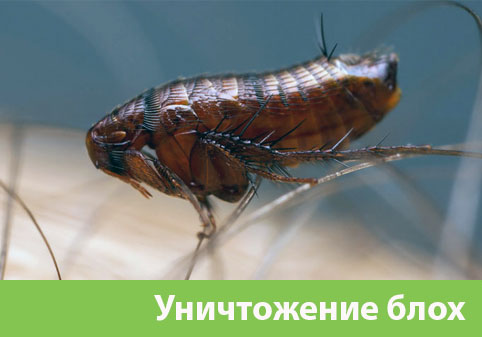 Уничтожение блох в городе Владивосток