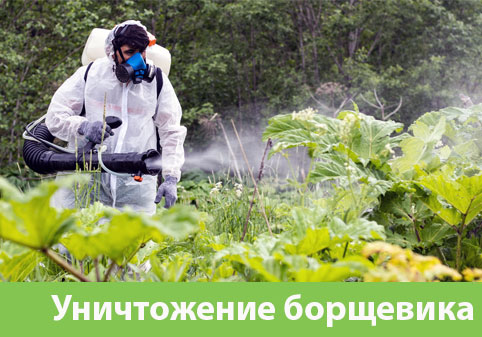 Уничтожение Борщевика в городе Владивосток