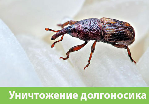 Уничтожение долгоносиков в городе Владивосток