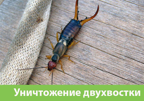 Уничтожение двухвостки в городе Владивосток