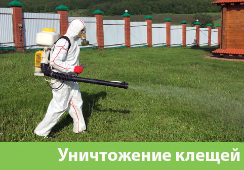 Уничтожение клещей в городе Владивосток