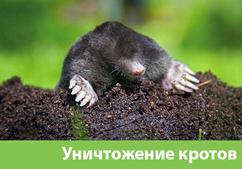 Уничтожение кротов в городе Владивосток