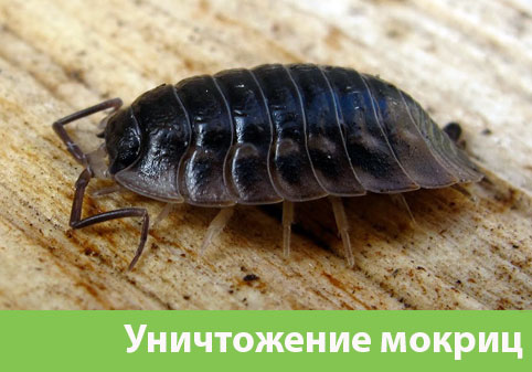 Мокрицы в квартире в городе Владивосток