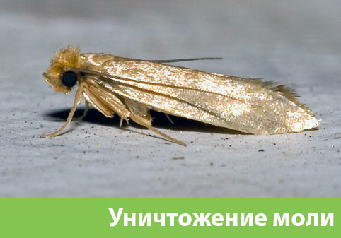 Уничтожение моли в городе Владивосток 