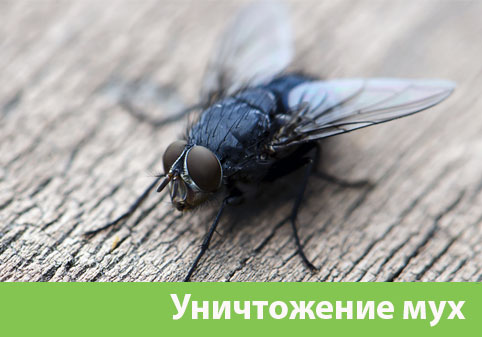 Уничтожение мух в городе Владивосток