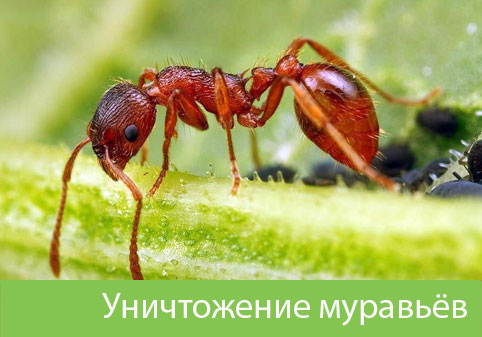 Уничтожение муравьёв в городе Владивосток