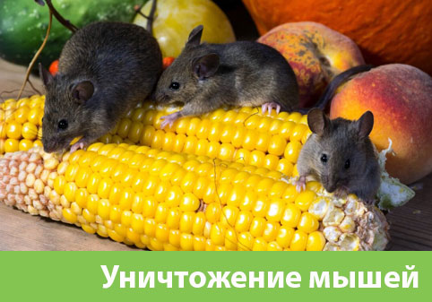 Уничтожение мышей в Владивостоке