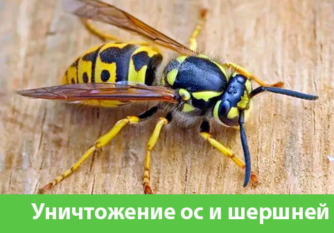 Уничтожение ос и шершней в городе Владивосток