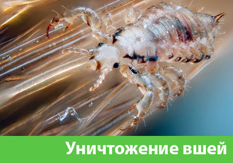 Уничтожение вшей в городе Владивосток